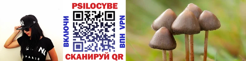 Купить где  Гвардейск  Галлюциногенные грибы Cubensis 